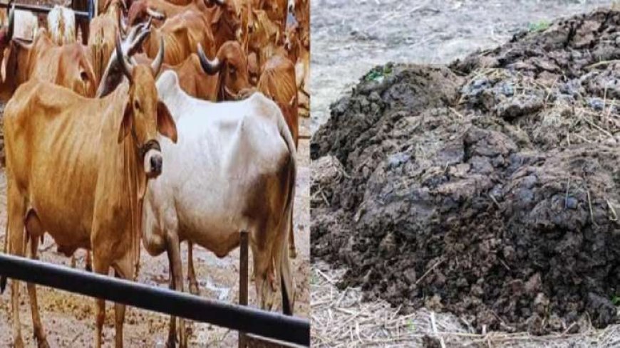 AVPGanga Now Rural people have done balle-balle, the government here is buying cow dung, what is the rate?