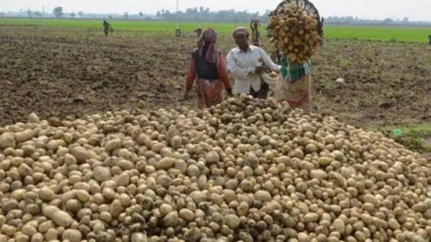 ओडिशा में आलू का संकट गहराया, मंत्री ने पश्चिम बंगाल की मुख्यमंत्री को जिम्मेदार ठहराया - AVPGanga की खबरें