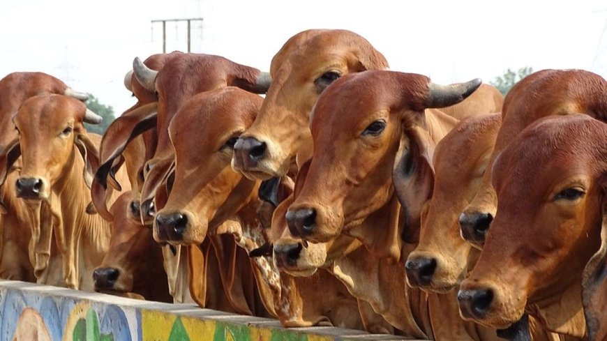 24 गायों की मौत से गौशाला में हड़कंप, 28 गायें बीमार; हिंदू संगठनों का गंभीर आरोप AVPGanga