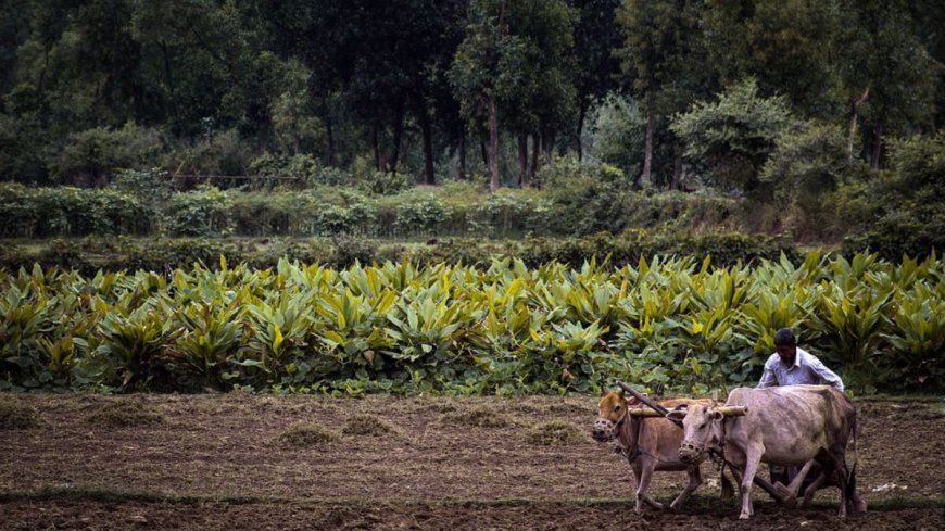 PM Kisan योजना में मिले सारे पैसे करने पड़ेंगे वापस, 416 करोड़ रुपये वसूल चुकी है सरकार