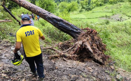 टिहरी में दुखद हादसा: स्कूल से घर लौट रहे थे बच्चे, अचानक पेड़ गिरने से दो छात्रों की मौत