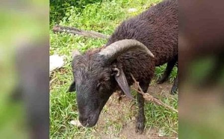 चमोली के कोटी गांव में मिला चार सींग का खाडू, कर सकता है नंदा राजजात यात्रा की अगुवाई