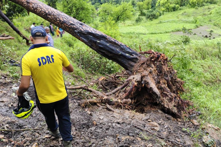 टिहरी में दुखद हादसा: स्कूल से घर लौट रहे थे बच्चे, अचानक पेड़ गिरने से दो छात्रों की मौत