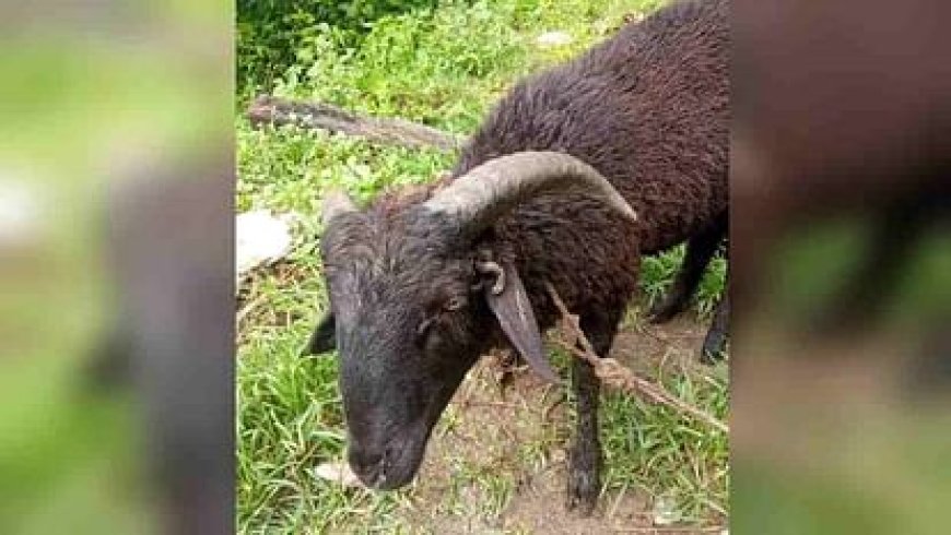 चमोली के कोटी गांव में मिला चार सींग का खाडू, कर सकता है नंदा राजजात यात्रा की अगुवाई