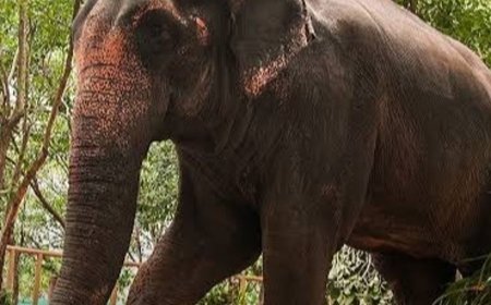 सुप्रीम कोर्ट ने वनतारा की जांच के लिए SIT बनाई:ये रिलायंस फाउंडेशन का वाइल्डलाइफ रेस्क्यू, रिहैबिलिटेशन सेंटर; हथिनी की शिफ्टिंग से शुरू हुआ विवाद