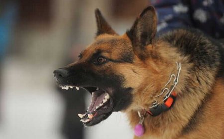 देहरादून : रेबीज संक्रमित युवक की निजी अस्पताल में हुई मौत, कुत्ते के काटने के छह माह बाद दिखे थे लक्षण