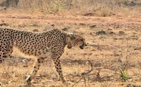 चीते और तेंदुए में लड़ाई, चीते की मौत:ज्वाला की 20 महीने की शावक मृत मिली; कूनो प्रबंधन बोला- झड़प में गई जान