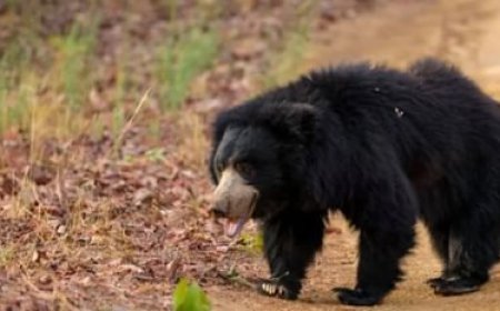 मवेशियों के लिए घास लेने गए दंपती पर भालू ने किया हमला, पति की मौत, पत्नी एम्स रेफर