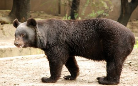 खिर्सू में अग्निवीर भर्ती की तैयारी के लिए निकले युवकों पर भालू ने किया हमला, बुरी तरह हुए घायल