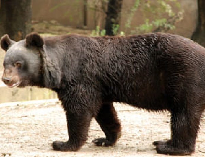 खिर्सू में अग्निवीर भर्ती की तैयारी के लिए निकले युवकों पर भालू ने किया हमला, बुरी तरह हुए घायल