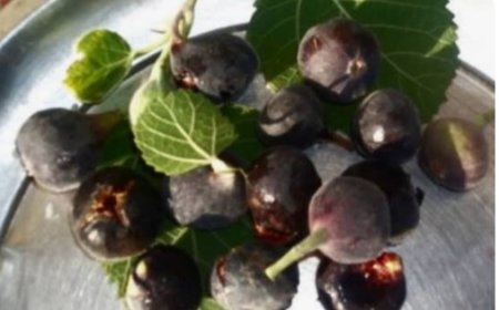 पौड़ी जनपद के बेडू को मिला भौगोलिक संकेतक (जी.आई.) टैग