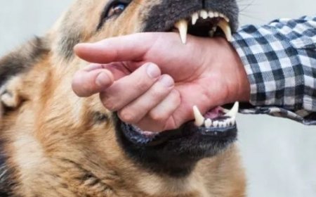 भास्कर अपडेट्स:कर्नाटक सरकार कुत्ता काटने से मरने वालों के परिवार को ₹5 लाख देगी, चोट-निशान पर ₹5 हजार मुआवजा