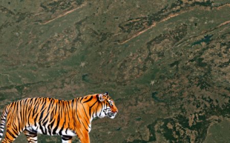 कान्हा टाइगर रिजर्व में मॉर्निंग सफारी, शाम की बांधवगढ़ में:961 KM लंबा टाइगर कॉरिडोर जोड़ेगा 4 रिजर्व, जबलपुर बनेगा वाइल्डलाइफ टूरिज्म का गेटवे