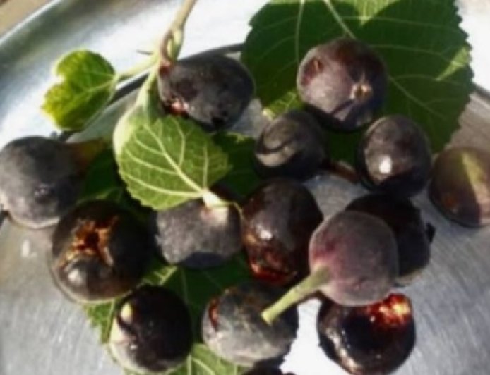 पौड़ी जनपद के बेडू को मिला भौगोलिक संकेतक (जी.आई.) टैग