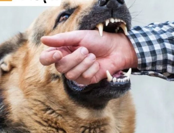 भास्कर अपडेट्स:कर्नाटक सरकार कुत्ता काटने से मरने वालों के परिवार को ₹5 लाख देगी, चोट-निशान पर ₹5 हजार मुआवजा