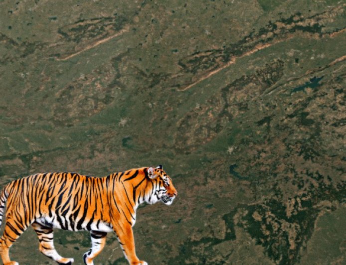 कान्हा टाइगर रिजर्व में मॉर्निंग सफारी, शाम की बांधवगढ़ में:961 KM लंबा टाइगर कॉरिडोर जोड़ेगा 4 रिजर्व, जबलपुर बनेगा वाइल्डलाइफ टूरिज्म का गेटवे