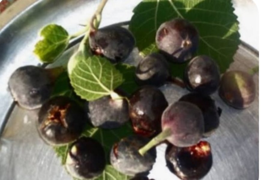 पौड़ी जनपद के बेडू को मिला भौगोलिक संकेतक (जी.आई.) टैग