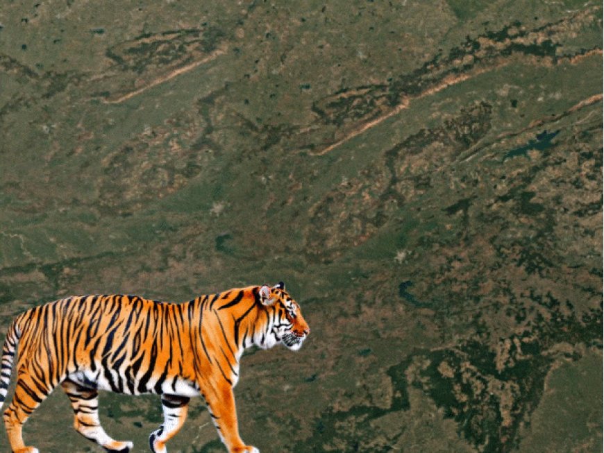 कान्हा टाइगर रिजर्व में मॉर्निंग सफारी, शाम की बांधवगढ़ में:961 KM लंबा टाइगर कॉरिडोर जोड़ेगा 4 रिजर्व, जबलपुर बनेगा वाइल्डलाइफ टूरिज्म का गेटवे