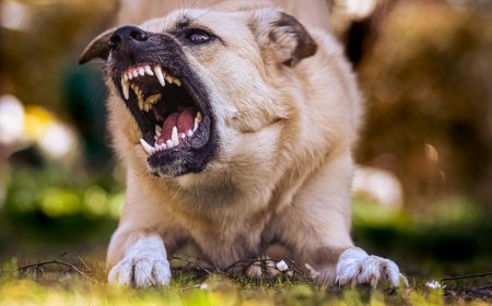 डॉग अटैक पर देहरादून नगर निगम सख्त, काटने पर मालिक पर FIR