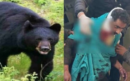 Tehri News: बकरी लेकर जा रहे युवक पर दो भालुओं का हमला, हिम्मत से बचाई अपनी जान