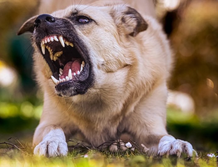 डॉग अटैक पर देहरादून नगर निगम सख्त, काटने पर मालिक पर FIR