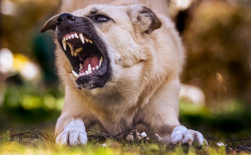 डॉग अटैक पर देहरादून नगर निगम सख्त, काटने पर मालिक पर FIR