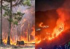 बड़ी खबर : दो दिन में 60 से अधिक फायर अलर्ट, उत्तराखंड में वन कर्मियों के अवकाश निरस्त