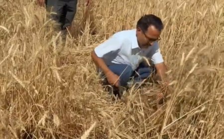 हल्द्वानी :(बड़ी खबर) DM रयाल यहां पहुंचे गेहूं काटने