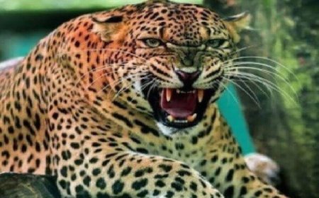 पौड़ी गढ़वाल में नरभक्षी गुलदार का आतंक: 10 स्कूल तीन दिन बंद, वन विभाग हाई अलर्ट पर