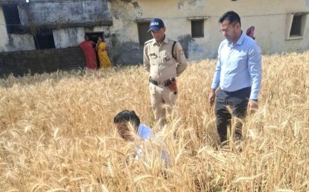 हल्द्वानी: जिलाधिकारी ने हरिपुरा में रबी फसल की क्रॉप कटिंग की