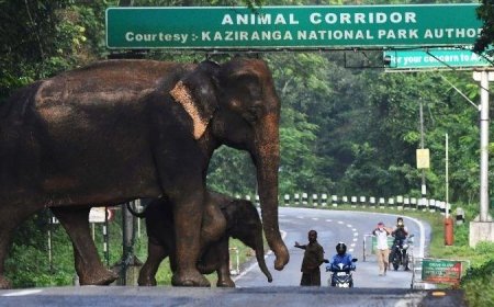 उत्तराखंड: अब सुरक्षित होंगे वन्यजीव! 12 KM लंबा एशिया का सबसे बड़ा कॉरिडोर तैयार, जानिए खासियत
