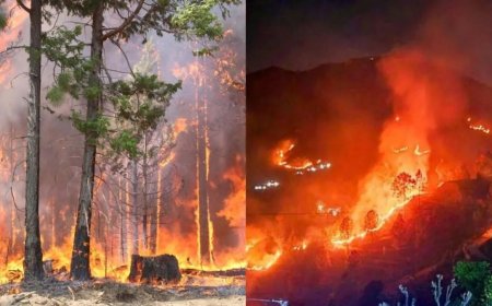बड़ी खबर : दो दिन में 60 से अधिक फायर अलर्ट, उत्तराखंड में वन कर्मियों के अवकाश निरस्त