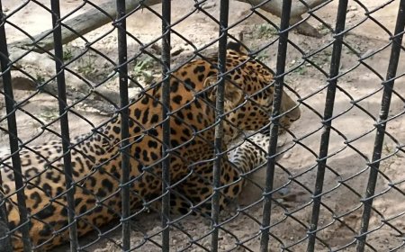 12 तेंदुए निकले बेगुनाह :  पिजरों से किए बाइज्जत बरी, दो का फैसला होना शेष, आदमखोर कौन