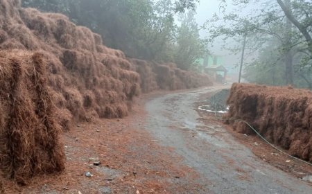 उत्तराखंड : नैनीताल में महिलाओं ने 2357 क्विंटल पीरुल किया एकत्र