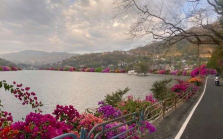 नैनीताल: बोगनवेलिया के फूलों से महकेंगी भीमताल और सातताल झीलें, 3000 पौधों से होगा सौंदर्यीकरण