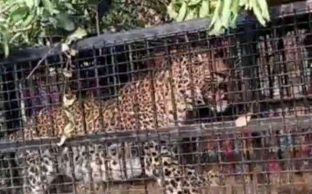 नैनीताल: मोरा गांव में गुलदार पिंजरे में कैद, वन विभाग को बड़ी सफलता