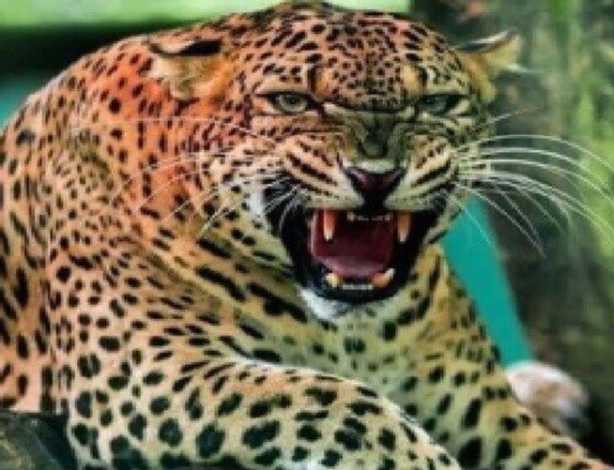 पौड़ी गढ़वाल में नरभक्षी गुलदार का आतंक: 10 स्कूल तीन दिन बंद, वन विभाग हाई अलर्ट पर