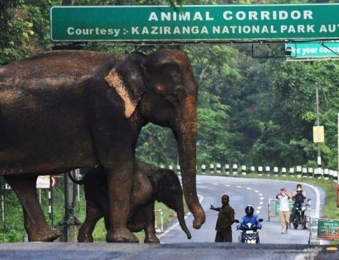 उत्तराखंड: अब सुरक्षित होंगे वन्यजीव! 12 KM लंबा एशिया का सबसे बड़ा कॉरिडोर तैयार, जानिए खासियत