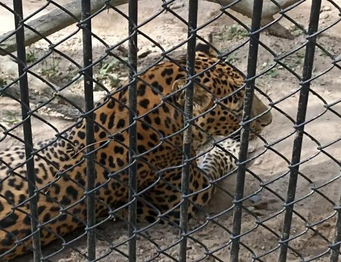 12 तेंदुए निकले बेगुनाह :  पिजरों से किए बाइज्जत बरी, दो का फैसला होना शेष, आदमखोर कौन