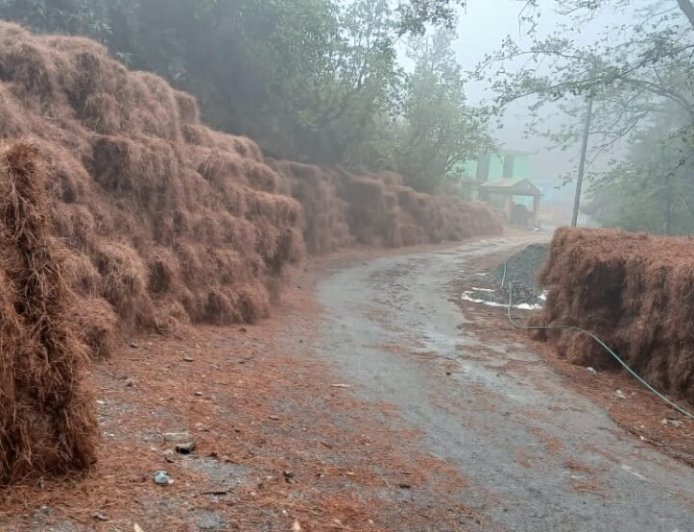 उत्तराखंड : नैनीताल में महिलाओं ने 2357 क्विंटल पीरुल किया एकत्र