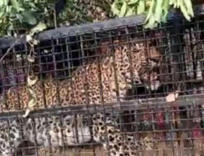 नैनीताल: मोरा गांव में गुलदार पिंजरे में कैद, वन विभाग को बड़ी सफलता