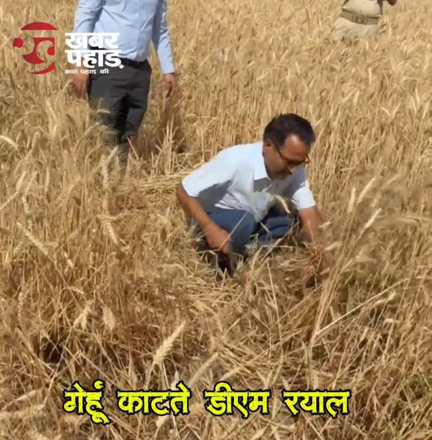 हल्द्वानी :(बड़ी खबर) DM रयाल यहां पहुंचे गेहूं काटने