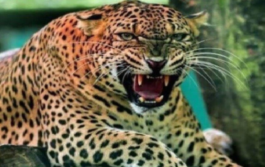 पौड़ी गढ़वाल में नरभक्षी गुलदार का आतंक: 10 स्कूल तीन दिन बंद, वन विभाग हाई अलर्ट पर