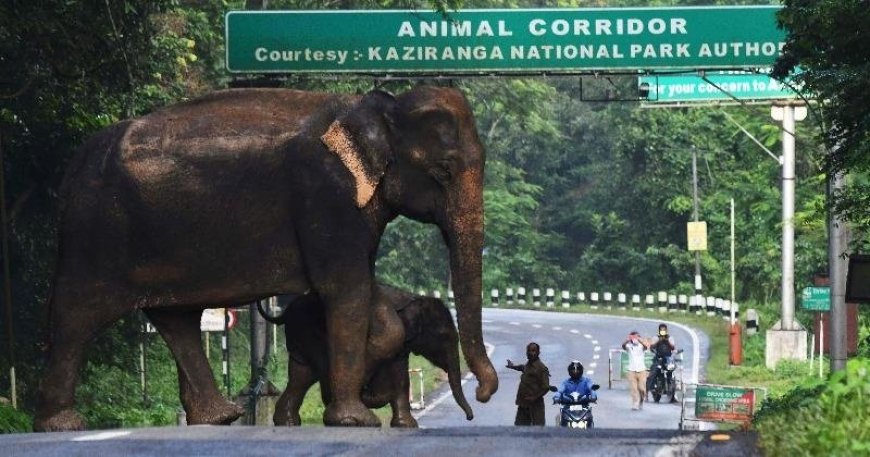 उत्तराखंड: अब सुरक्षित होंगे वन्यजीव! 12 KM लंबा एशिया का सबसे बड़ा कॉरिडोर तैयार, जानिए खासियत