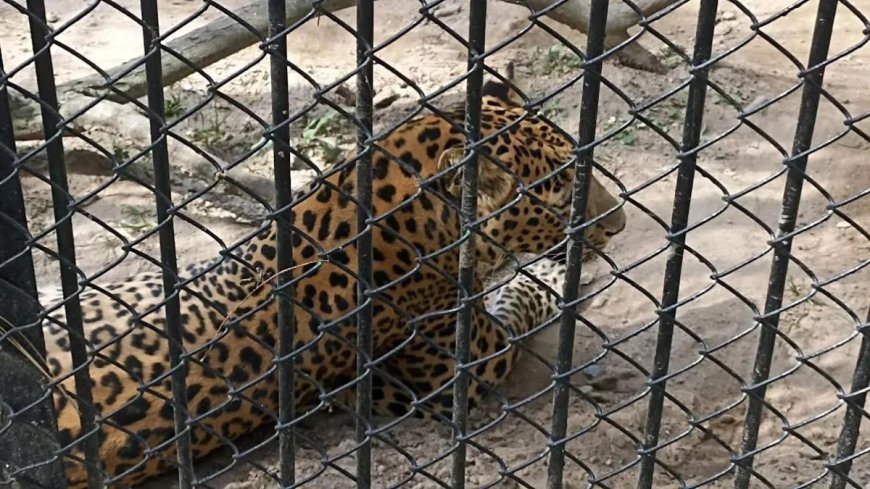 12 तेंदुए निकले बेगुनाह :  पिजरों से किए बाइज्जत बरी, दो का फैसला होना शेष, आदमखोर कौन