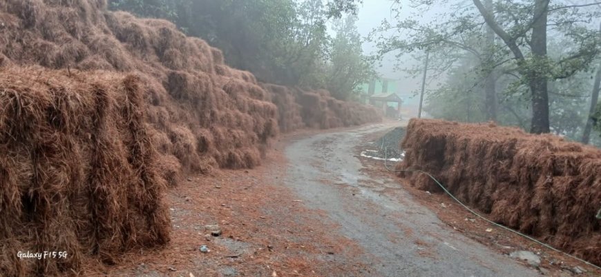 उत्तराखंड : नैनीताल में महिलाओं ने 2357 क्विंटल पीरुल किया एकत्र