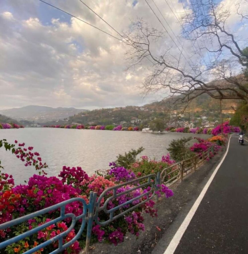 नैनीताल: बोगनवेलिया के फूलों से महकेंगी भीमताल और सातताल झीलें, 3000 पौधों से होगा सौंदर्यीकरण