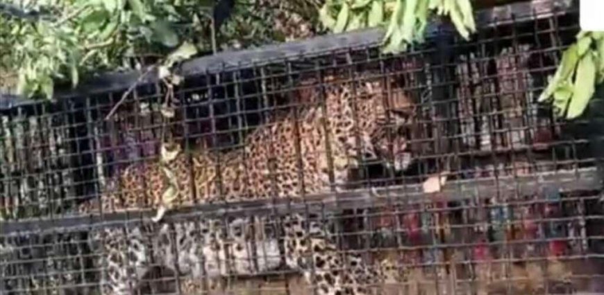 नैनीताल: मोरा गांव में गुलदार पिंजरे में कैद, वन विभाग को बड़ी सफलता