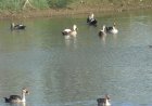 Indian Spot-billed Ducks appear in large numbers across Thoothukudi wetlands