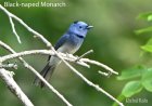 Summer Birding in the Doon Valley